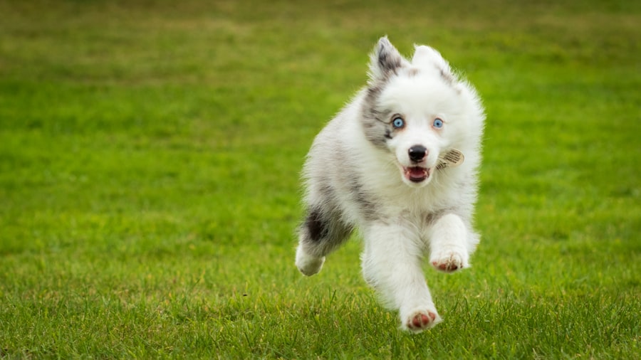 Photo running training